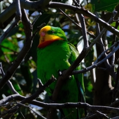Polytelis swainsonii (Superb Parrot) at Molonglo River Reserve - 6 Oct 2021 by Kurt