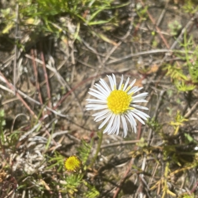 Calotis anthemoides (Chamomile Burr-daisy) at Mount Taylor - 6 Oct 2021 by Shazw