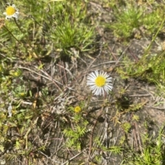 Calotis anthemoides at Fisher, ACT - 6 Oct 2021