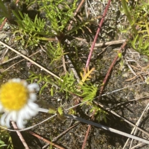 Calotis anthemoides at Fisher, ACT - 6 Oct 2021 12:43 PM