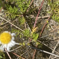 Calotis anthemoides at Fisher, ACT - 6 Oct 2021