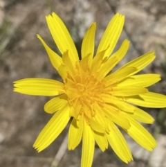 Microseris walteri (Yam Daisy, Murnong) at Tuggeranong DC, ACT - 6 Oct 2021 by Shazw