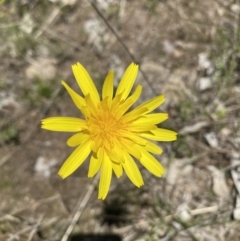 Microseris walteri at Tuggeranong DC, ACT - 6 Oct 2021