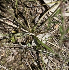 Microseris walteri at Tuggeranong DC, ACT - 6 Oct 2021