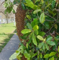 Apis mellifera (European honey bee) at Turner, ACT - 6 Oct 2021 by LD12