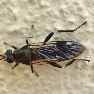 Exaireta spinigera (Garden Soldier Fly) at Turner, ACT - 5 Oct 2021 by LD12