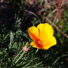 Eschscholzia californica (California Poppy) at Greenway, ACT - 6 Oct 2021 by MB