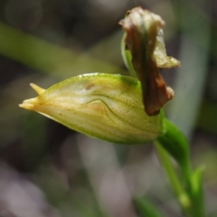 Bunochilus sp. (Leafy Greenhood) at Stromlo, ACT - 12 Oct 2021 by mlech