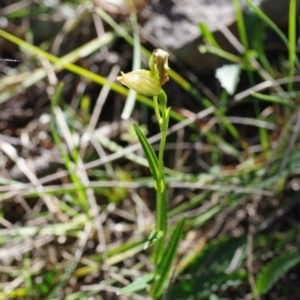 Bunochilus sp. at Stromlo, ACT - 13 Oct 2021