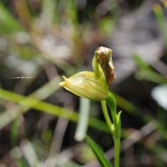 Bunochilus sp. at Stromlo, ACT - 13 Oct 2021