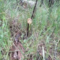 Bunochilus sp. at Stromlo, ACT - suppressed