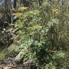 Acacia elata (Mountain Cedar Wattle) at Point 64 - 6 Oct 2021 by MattFox