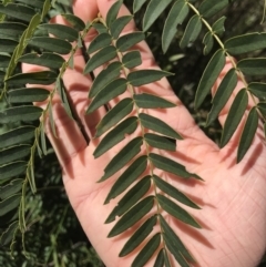 Acacia elata at Aranda, ACT - 6 Oct 2021