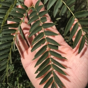 Acacia elata at Aranda, ACT - 6 Oct 2021