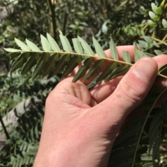 Acacia elata at Aranda, ACT - 6 Oct 2021