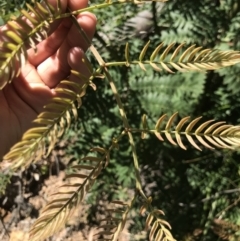 Acacia elata at Aranda, ACT - 6 Oct 2021