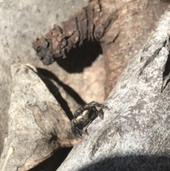 Salticidae sp. 'Golden palps' (Unidentified jumping spider) at Aranda Bushland - 6 Oct 2021 by MattFox