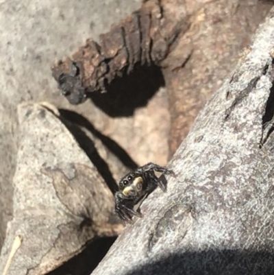 Salticidae sp. 'Golden palps' (Unidentified jumping spider) at Point 69 - 6 Oct 2021 by MattFox