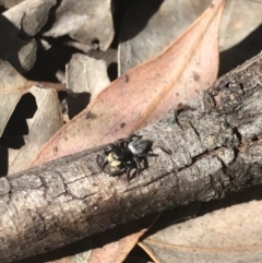 Salticidae sp. 'Golden palps' at Aranda, ACT - 6 Oct 2021 11:41 AM