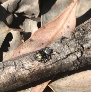 Salticidae sp. 'Golden palps' at Aranda, ACT - 6 Oct 2021 11:41 AM