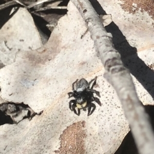 Salticidae sp. 'Golden palps' at Aranda, ACT - 6 Oct 2021