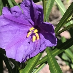 Solanum linearifolium (Kangaroo Apple) at Aranda, ACT - 6 Oct 2021 by MattFox