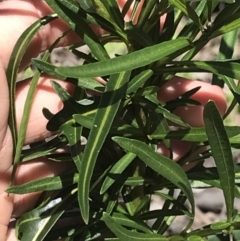 Solanum linearifolium at Aranda, ACT - 6 Oct 2021