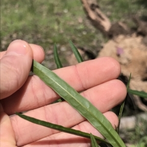 Solanum linearifolium at Aranda, ACT - 6 Oct 2021