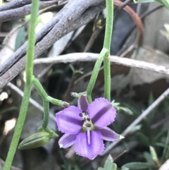 Thysanotus patersonii (Twining Fringe Lily) at Aranda, ACT - 6 Oct 2021 by MattFox