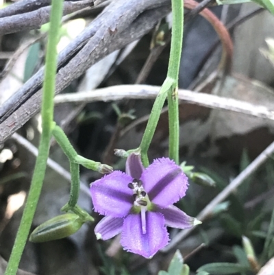 Thysanotus patersonii (Twining Fringe Lily) at Aranda Bushland - 6 Oct 2021 by MattFox