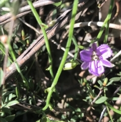 Thysanotus patersonii at Aranda, ACT - 6 Oct 2021 11:34 AM