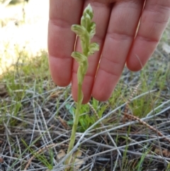 Hymenochilus cycnocephalus (Swan greenhood) at Stromlo, ACT - 5 Oct 2021 by mlech