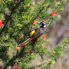 Phylidonyris novaehollandiae (New Holland Honeyeater) at Greenway, ACT - 5 Oct 2021 by MB