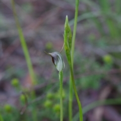 Pterostylis pedunculata (Maroonhood) at Molonglo Valley, ACT - 5 Oct 2021 by mlech