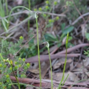 Pterostylis pedunculata at Point 5204 - 6 Oct 2021