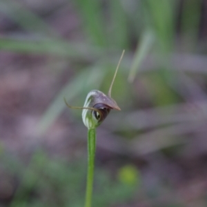 Pterostylis pedunculata at Point 5204 - 6 Oct 2021