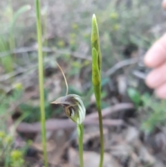 Pterostylis pedunculata at Point 5204 - 6 Oct 2021