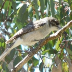 Cracticus torquatus (Grey Butcherbird) at Symonston, ACT - 6 Oct 2021 by CallumBraeRuralProperty