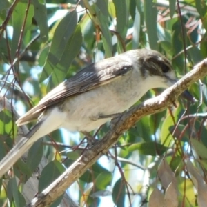 Cracticus torquatus at Symonston, ACT - 6 Oct 2021 12:27 PM