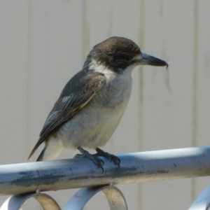 Cracticus torquatus at Symonston, ACT - 6 Oct 2021 12:27 PM