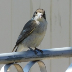 Cracticus torquatus at Symonston, ACT - 6 Oct 2021 12:27 PM