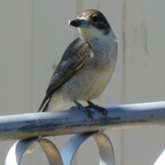 Cracticus torquatus at Symonston, ACT - 6 Oct 2021 12:27 PM