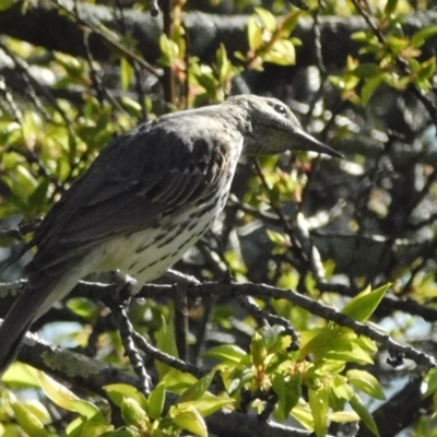 Oriolus sagittatus (Olive-backed Oriole) at Symonston, ACT - 5 Oct 2021 by CallumBraeRuralProperty