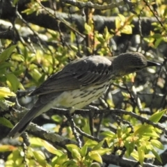 Oriolus sagittatus at Symonston, ACT - 6 Oct 2021