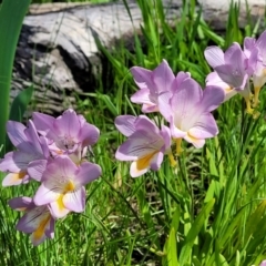 Freesia leichtlinii subsp. leichtlinii x Freesia leichtlinii subsp. alba (Freesia) at Bruce Ridge - 6 Oct 2021 by trevorpreston