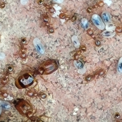 Pheidole sp. (genus) (Seed-harvesting ant) at O'Connor, ACT - 6 Oct 2021 by tpreston