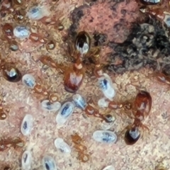 Pheidole sp. (genus) at O'Connor, ACT - 6 Oct 2021