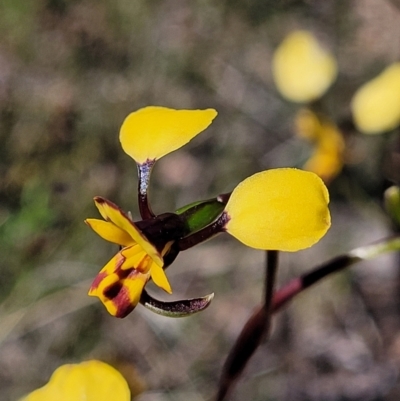 Diuris nigromontana (Black Mountain Leopard Orchid) at Bruce Ridge - 6 Oct 2021 by trevorpreston