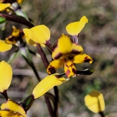 Diuris nigromontana at O'Connor, ACT - suppressed