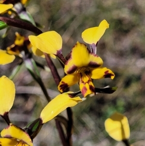 Diuris nigromontana at O'Connor, ACT - 6 Oct 2021